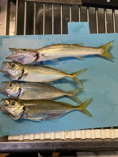 カマスの釣果