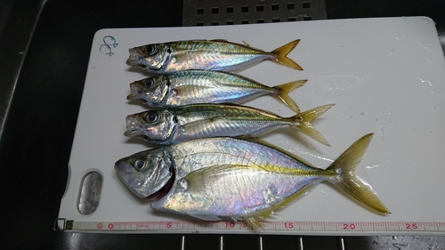 アジの釣果