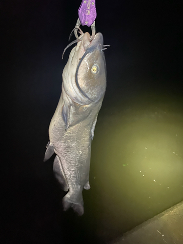 ナマズの釣果