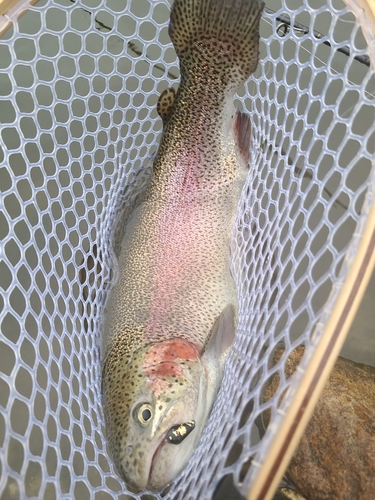 ニジマスの釣果