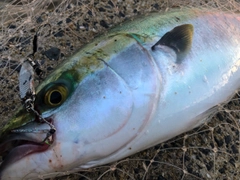 ハマチの釣果