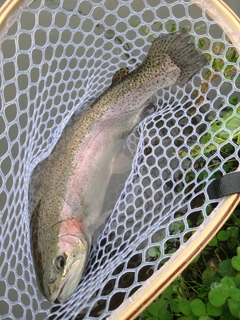 ニジマスの釣果