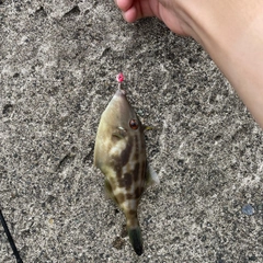 カワハギの釣果