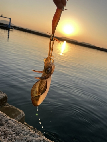 釣果