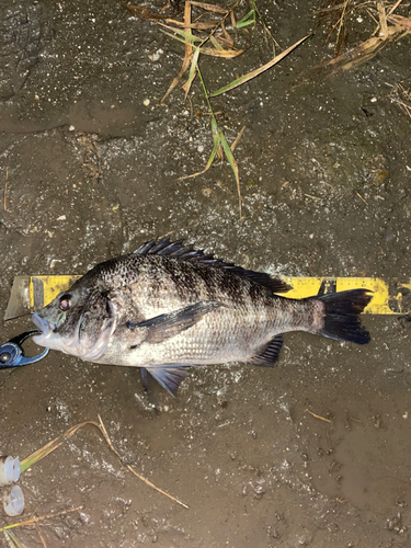 チヌの釣果