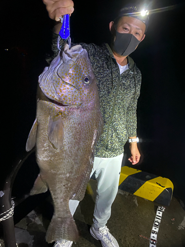 コロダイの釣果