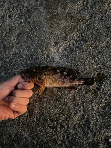 カサゴの釣果