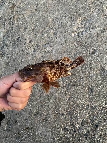 カサゴの釣果