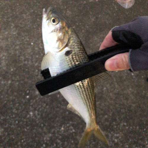 コノシロの釣果