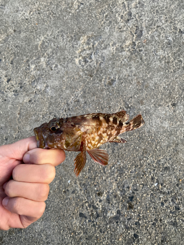 カサゴの釣果