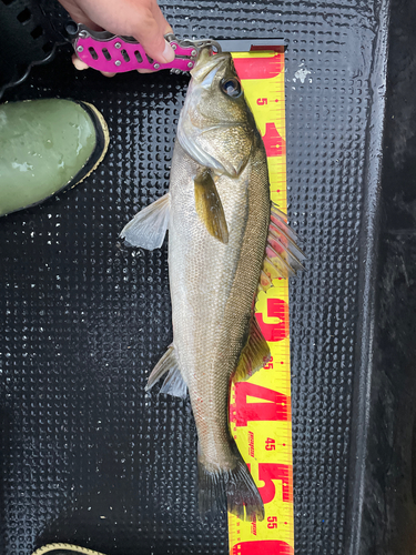 タイリクスズキの釣果