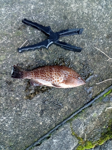 オオモンハタの釣果