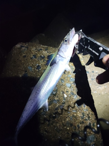 サゴシの釣果