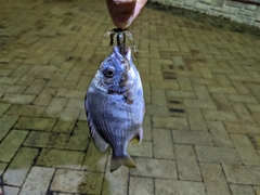 キビレの釣果