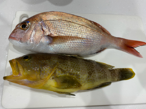 マダイの釣果