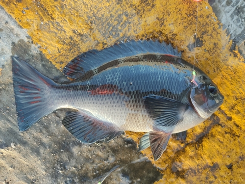 メジナの釣果