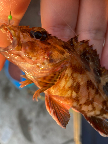 カサゴの釣果