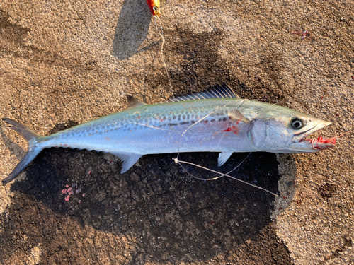 サゴシの釣果