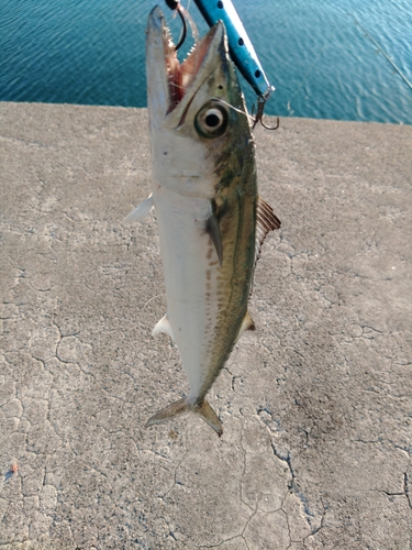 サゴシの釣果