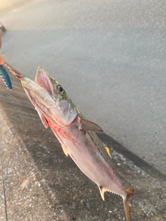 サゴシの釣果
