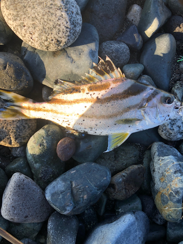 コトヒキの釣果