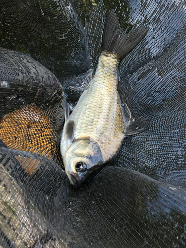 ヘラブナの釣果