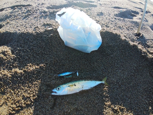 サバの釣果