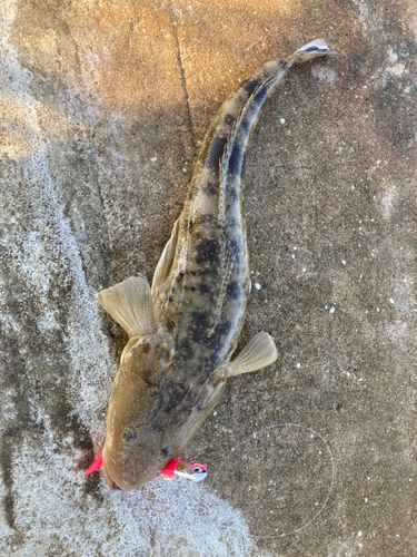 マゴチの釣果