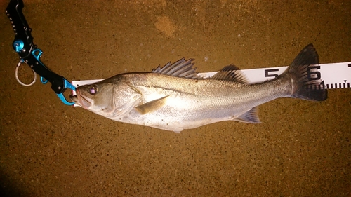 スズキの釣果