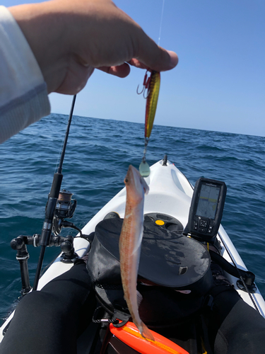 エソの釣果