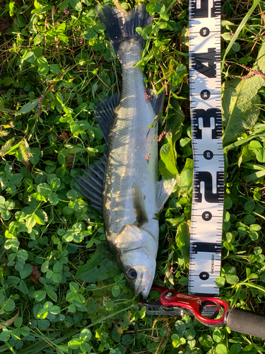 シーバスの釣果