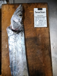 タチウオの釣果