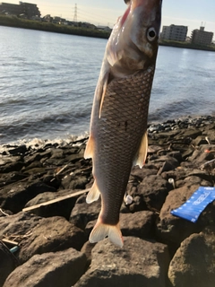 ニゴイの釣果