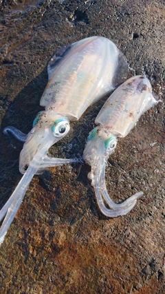 アオリイカの釣果