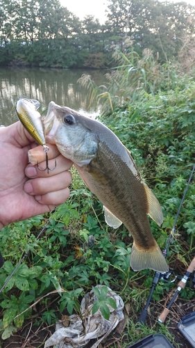 ラージマウスバスの釣果