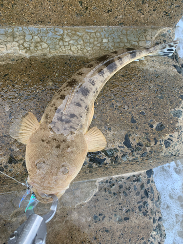 マゴチの釣果