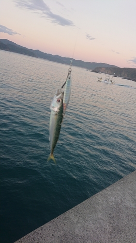 マサバの釣果