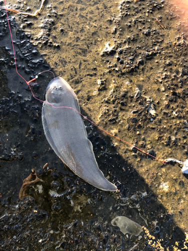 シタビラメの釣果