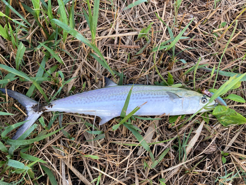 サゴシの釣果