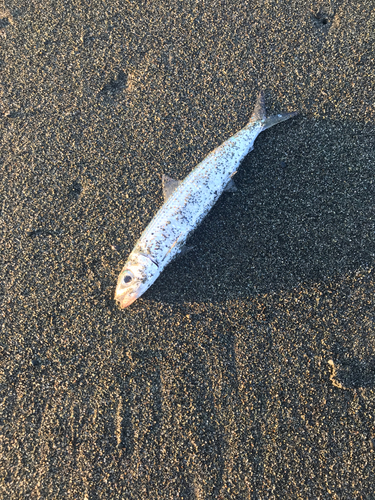 イワシの釣果