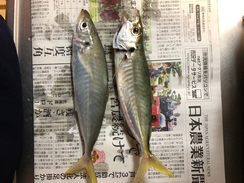 アジの釣果