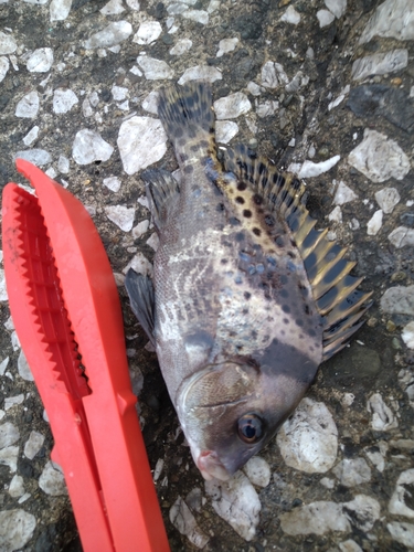 コショウダイの釣果