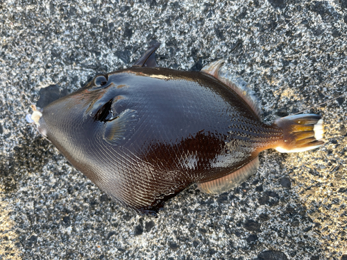 カワハギの釣果