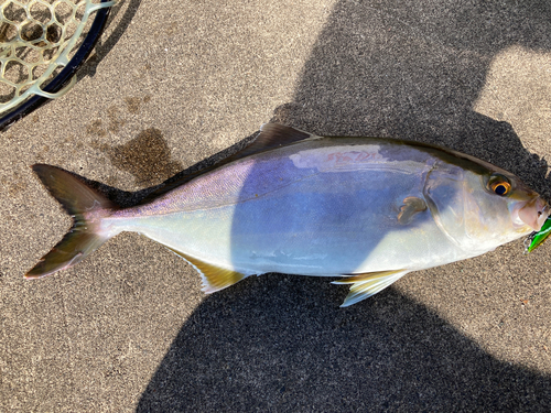 ショゴの釣果