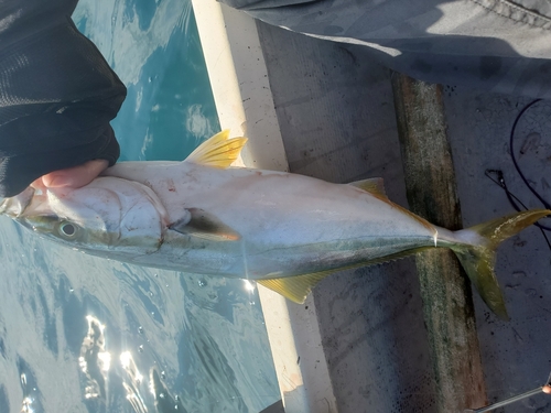 イナダの釣果