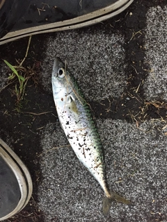 サバの釣果