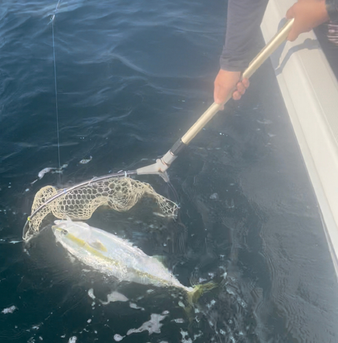 メジロの釣果