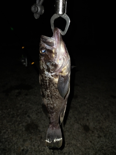 クロソイの釣果