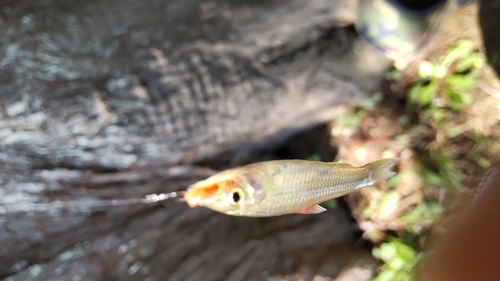 クチボソの釣果