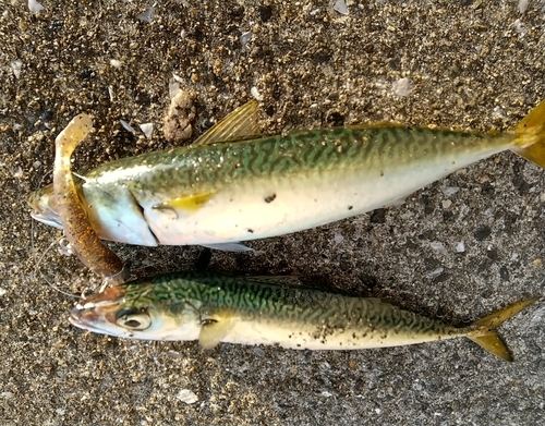 サバの釣果